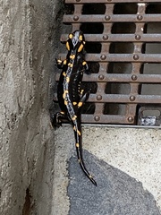 Salamandra salamandra