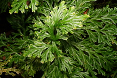 Selaginella fruticulosa