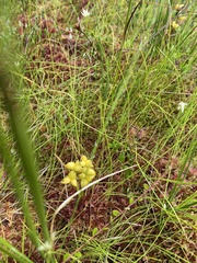 Scheuchzeria palustris