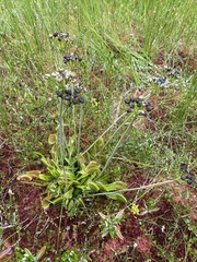 Dionaea muscipula