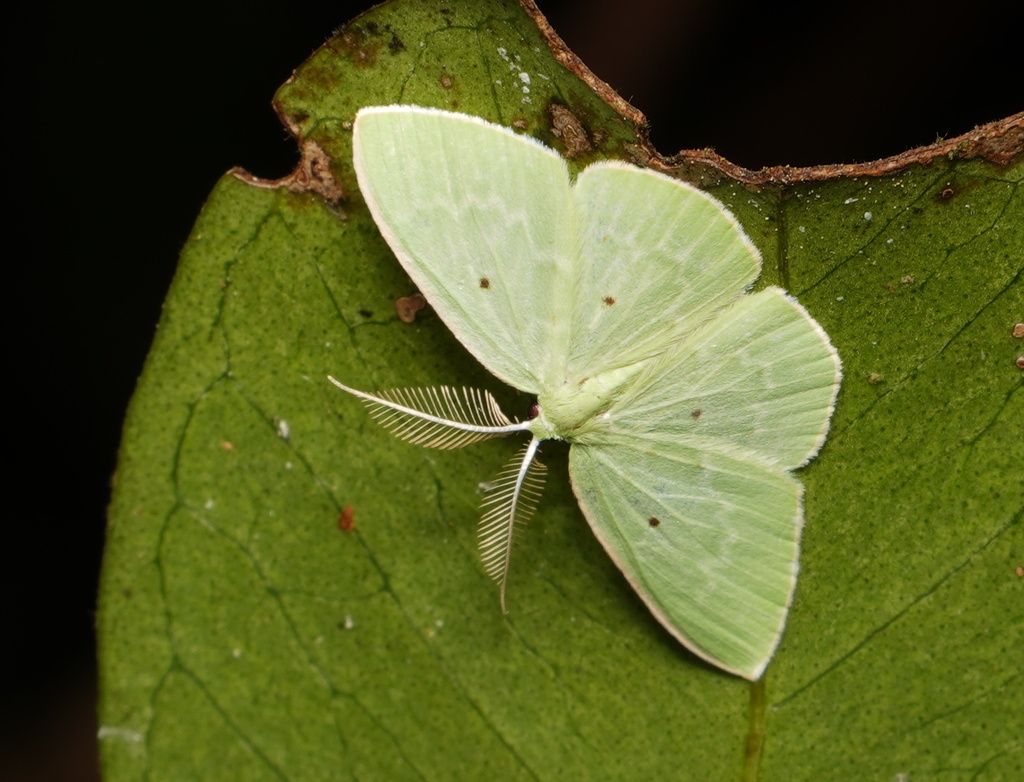 Comostolopsis viridellaria