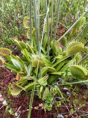Dionaea muscipula