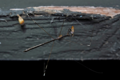 Emesaya brevipennis