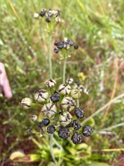 Dionaea muscipula