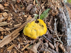 Phaeolus