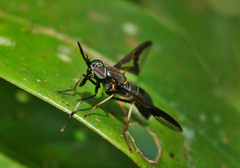 Acanthocera