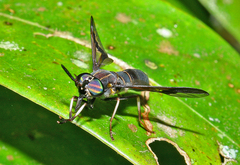 Acanthocera