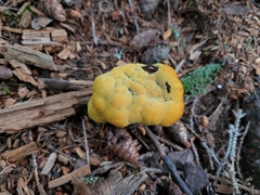 Phaeolus