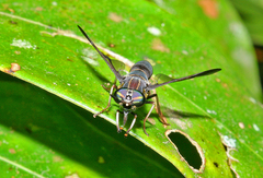 Acanthocera