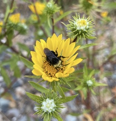 Bombus vosnesenskii