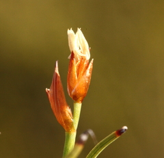 Anarthria polyphylla