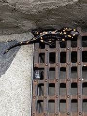 Salamandra salamandra