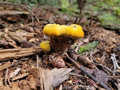 Phaeolus