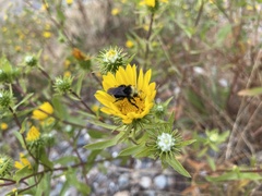 Bombus vosnesenskii