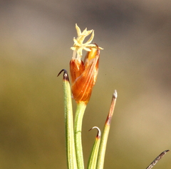 Anarthria polyphylla