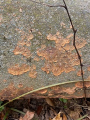 Phlebia radiata