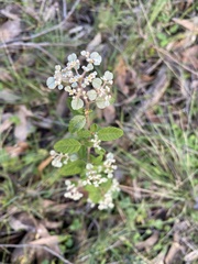 Spyridium parvifolium