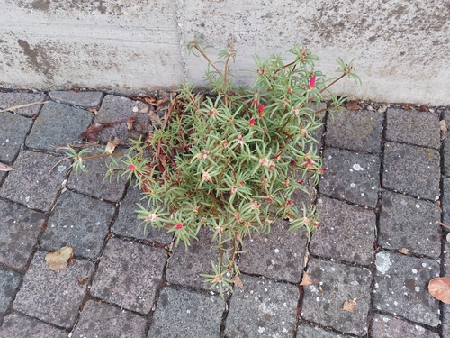 Portulaca grandiflora 'Afternoon Delight'