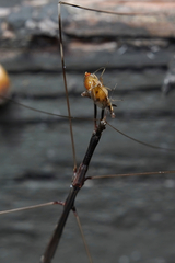 Emesaya brevipennis