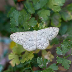 Scopula marginepunctata