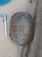 Trachemys ornata