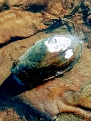 Unio pictorum