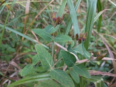 Hypericum virginicum