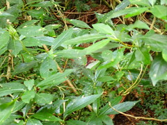 Hydrangea chinensis
