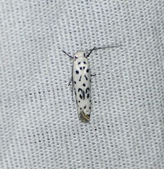 Ethmia bittenella