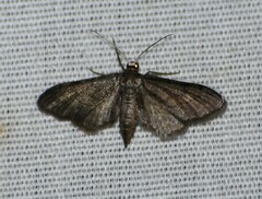 Protoproutia laredoata