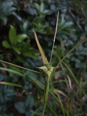 Carex intumescens