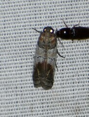 Chararica hystriculella