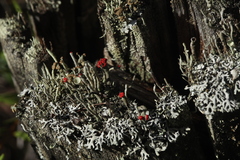 Cladonia macilenta