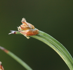 Anarthria polyphylla