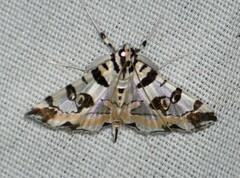 Conchylodes salamisalis