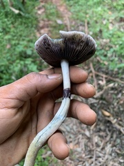 Psilocybe cubensis