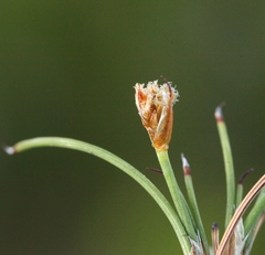 Anarthria polyphylla