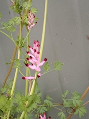 Fumaria