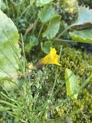 Erythranthe caespitosa