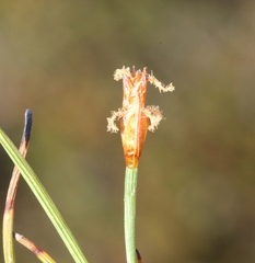 Anarthria polyphylla