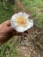 Psilocybe cubensis