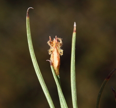 Anarthria polyphylla
