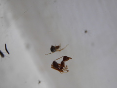 Oecophylla smaragdina