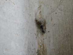 Formicidae