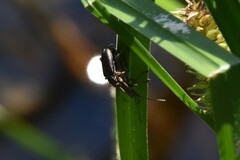 Chrysomeloidea