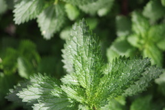 Urtica urens