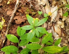 Lysimachia borealis