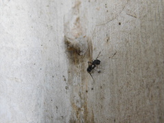 Formicidae