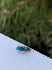 Chrysis