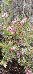 Serruria fasciflora